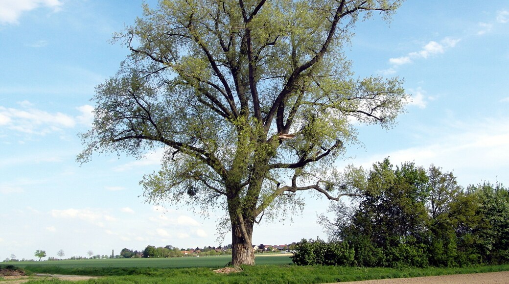 Das Naturdenkmal ND-H 193 ist eine Schwarzpappel (Populus nigra) beim Gehrdener Stadtteil Redderse in der Region Hannover