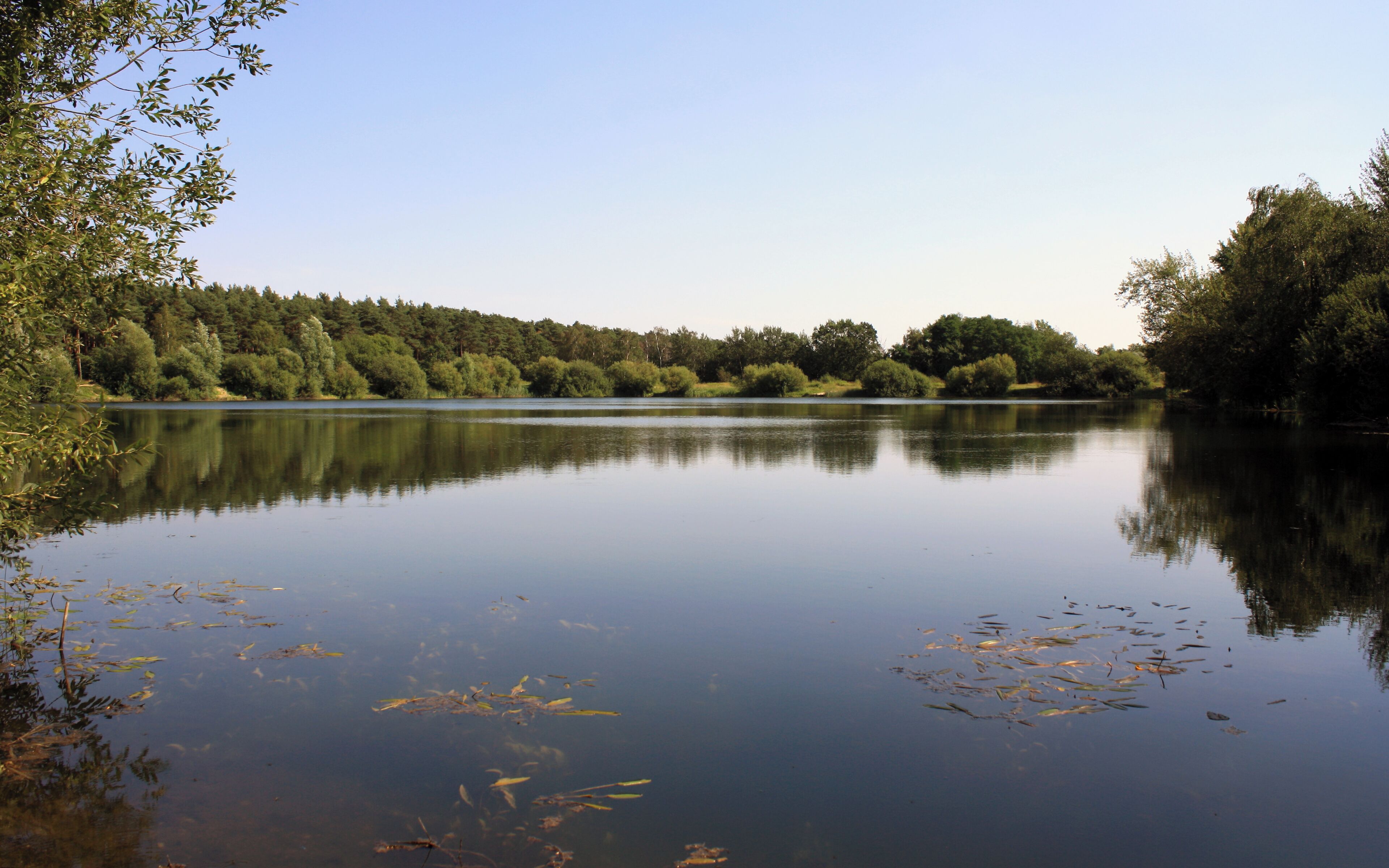 A calm lake surrounded by dense trees and a clear sky.