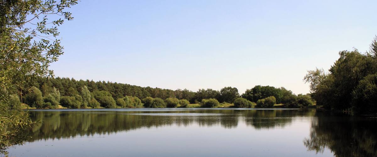 A calm lake surrounded by dense trees and a clear sky.