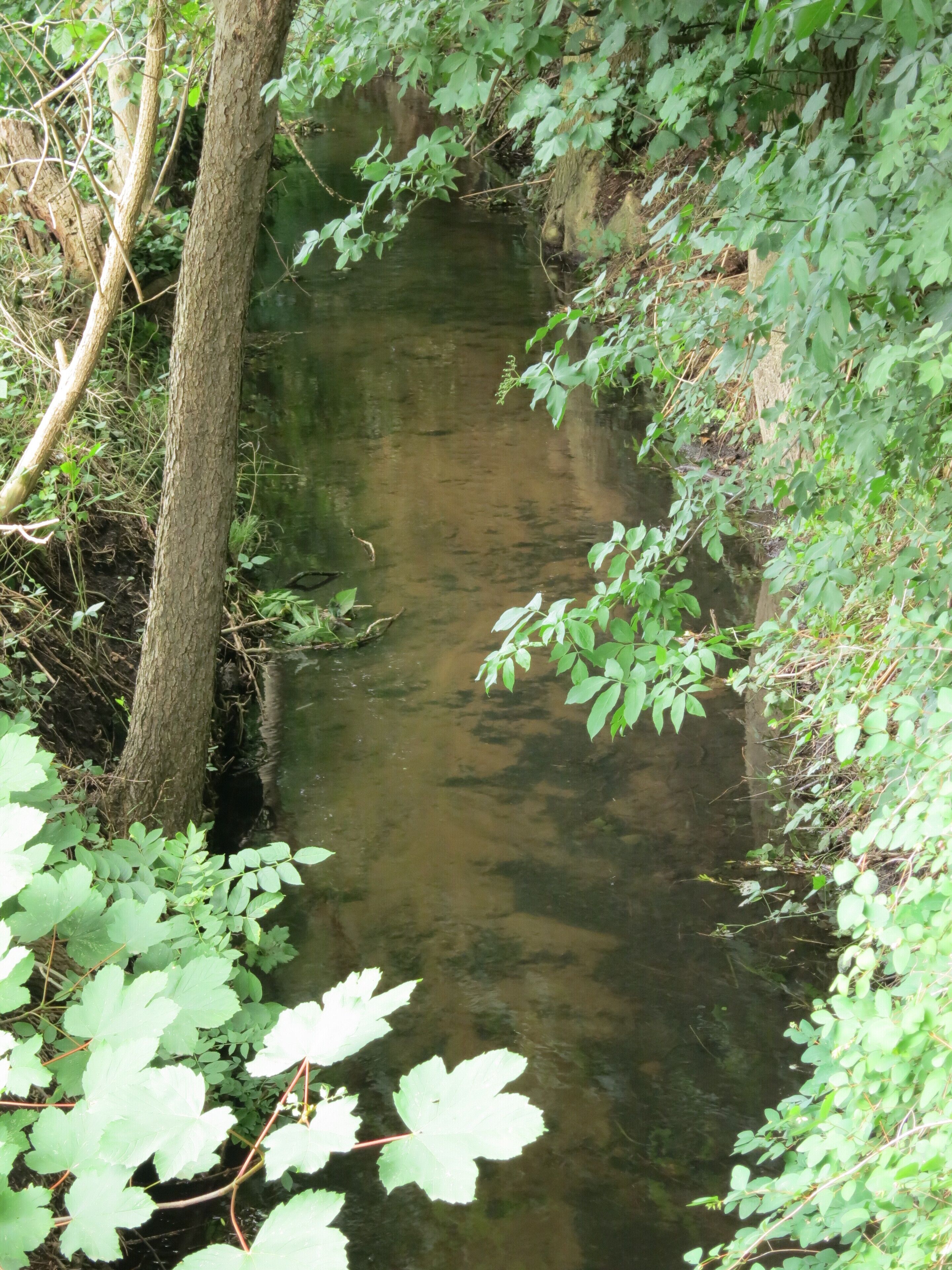 Die Sudweyher Beeke in Weyhe-Sudweyhe am Nordende der Straße "Achter de Beeke" (Blick in Fließrichtung)