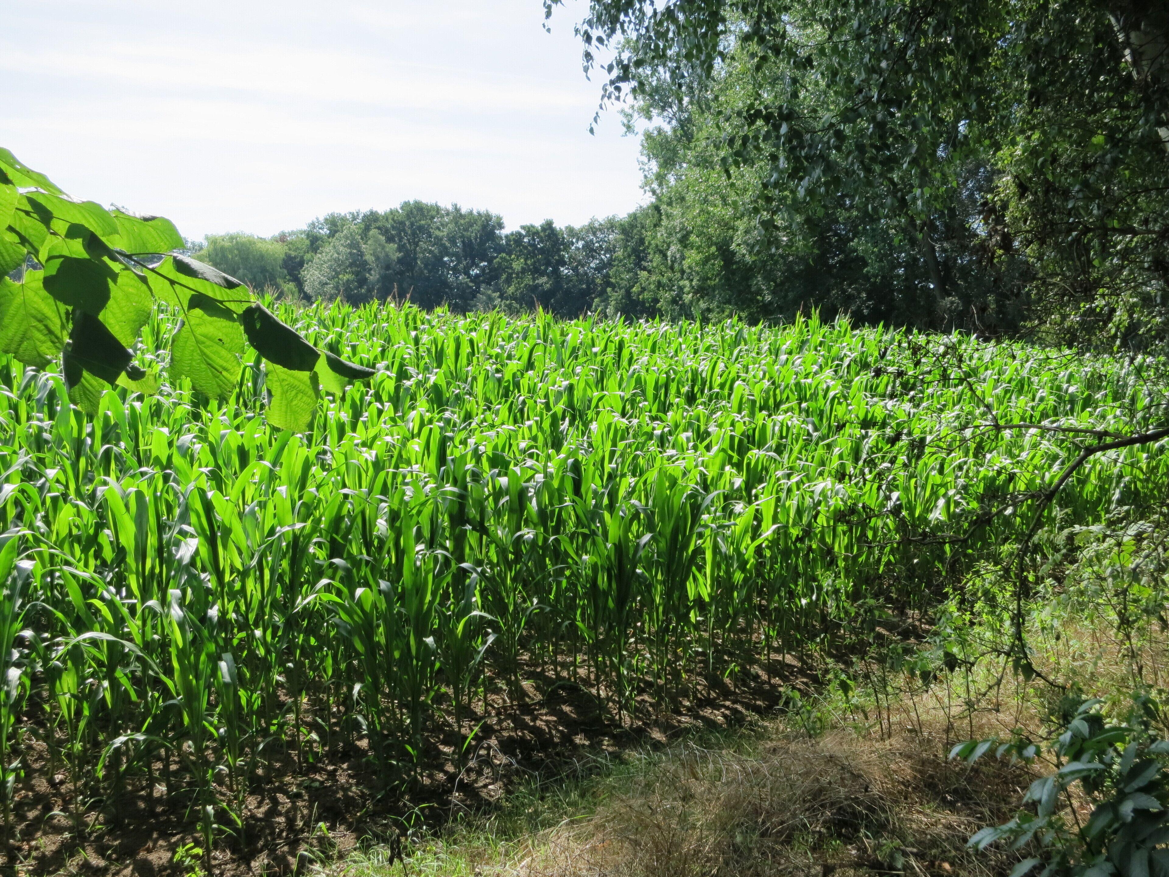 Maisfeld in Weyhe-Sudweyhe