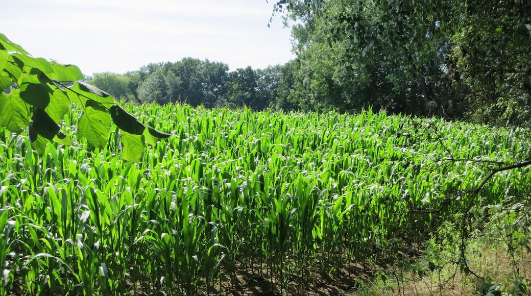 Maisfeld in Weyhe-Sudweyhe
