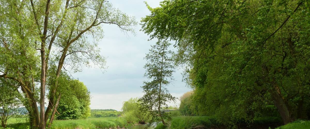 A calm river flanked by lush greenery and trees.