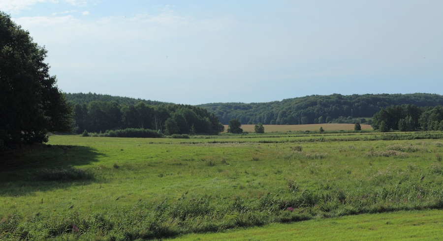 Um campo gramado com árvores e uma colina ao fundo.