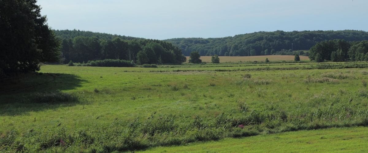 A grassy field with trees and a hill in the background.