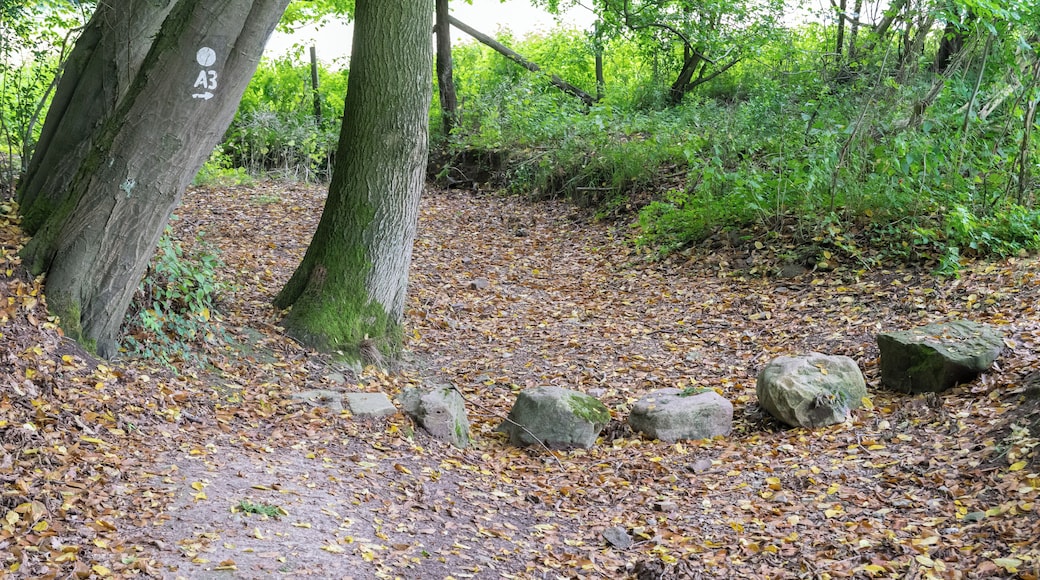 Naturschutzgebiet "Rinnenberg", Extertal, Kreis Lippe; trockenes Bett der Kasselbeeke