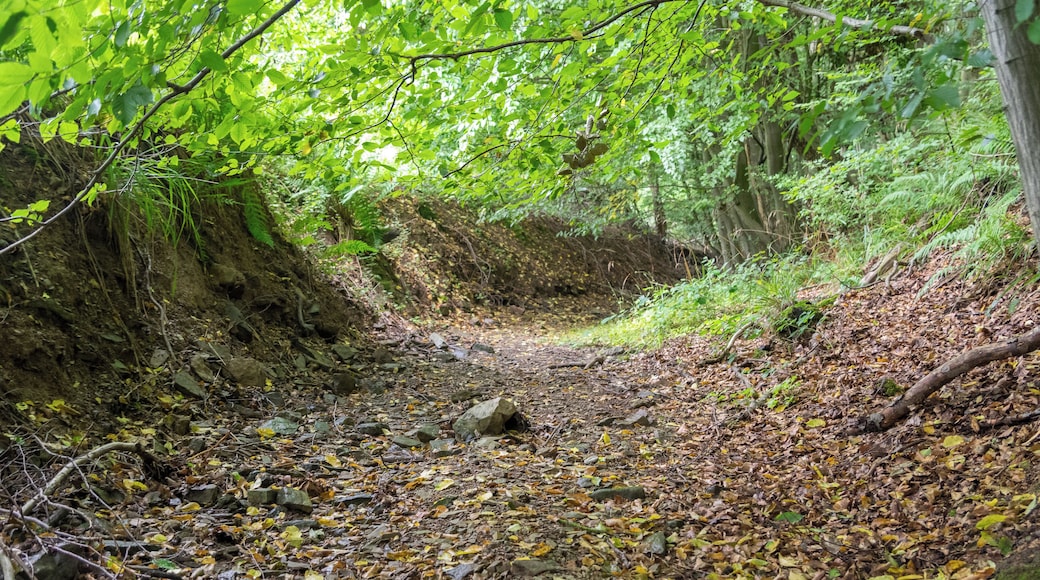 Naturschutzgebiet "Rinnenberg", Extertal, Kreis Lippe; trockenes Bett der Kasselbeeke