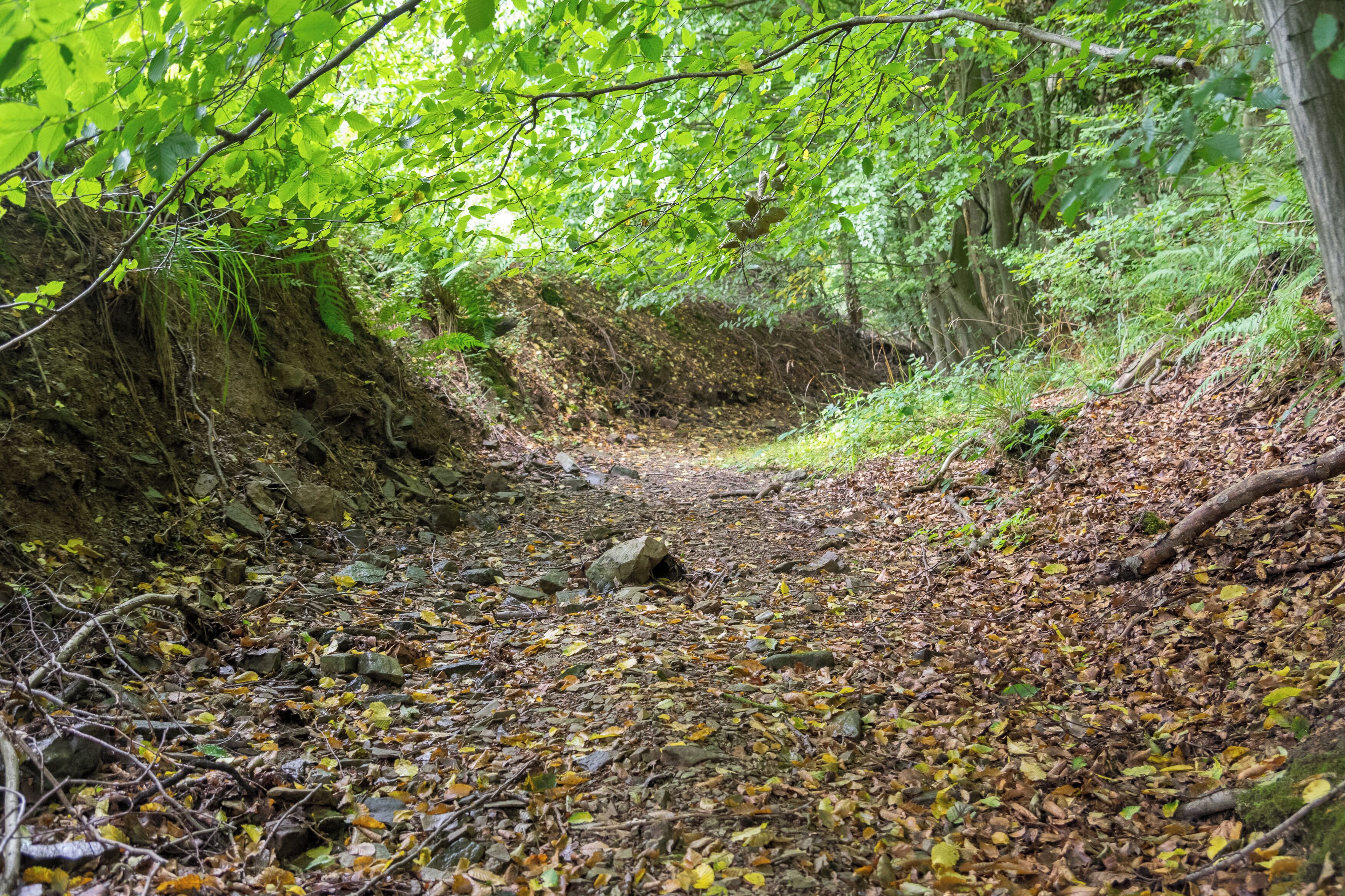 A forest trail with a rocky path, surrounded by green foliage and fallen leaves.