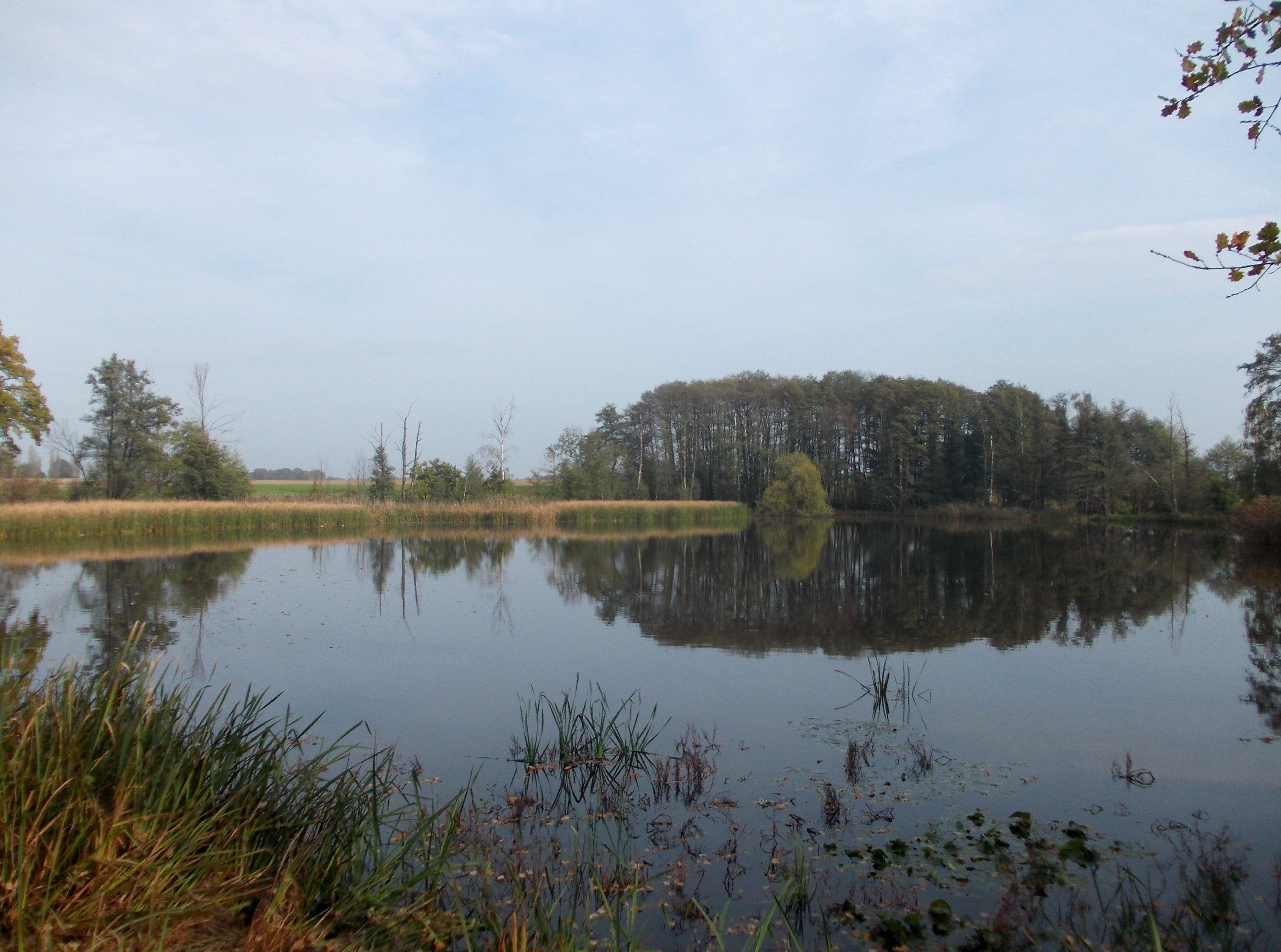 Denkwitz Great Pond (Grimma, Leipzig district, Saxony)