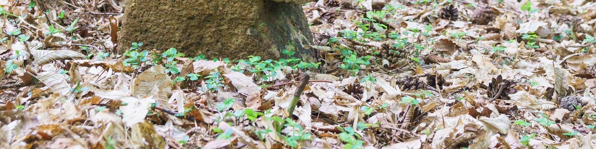 Steinkreuz südöstlich von Höfgen, nördlich vom Leichenweg im Müncherholz in Grimma OT Förstgen