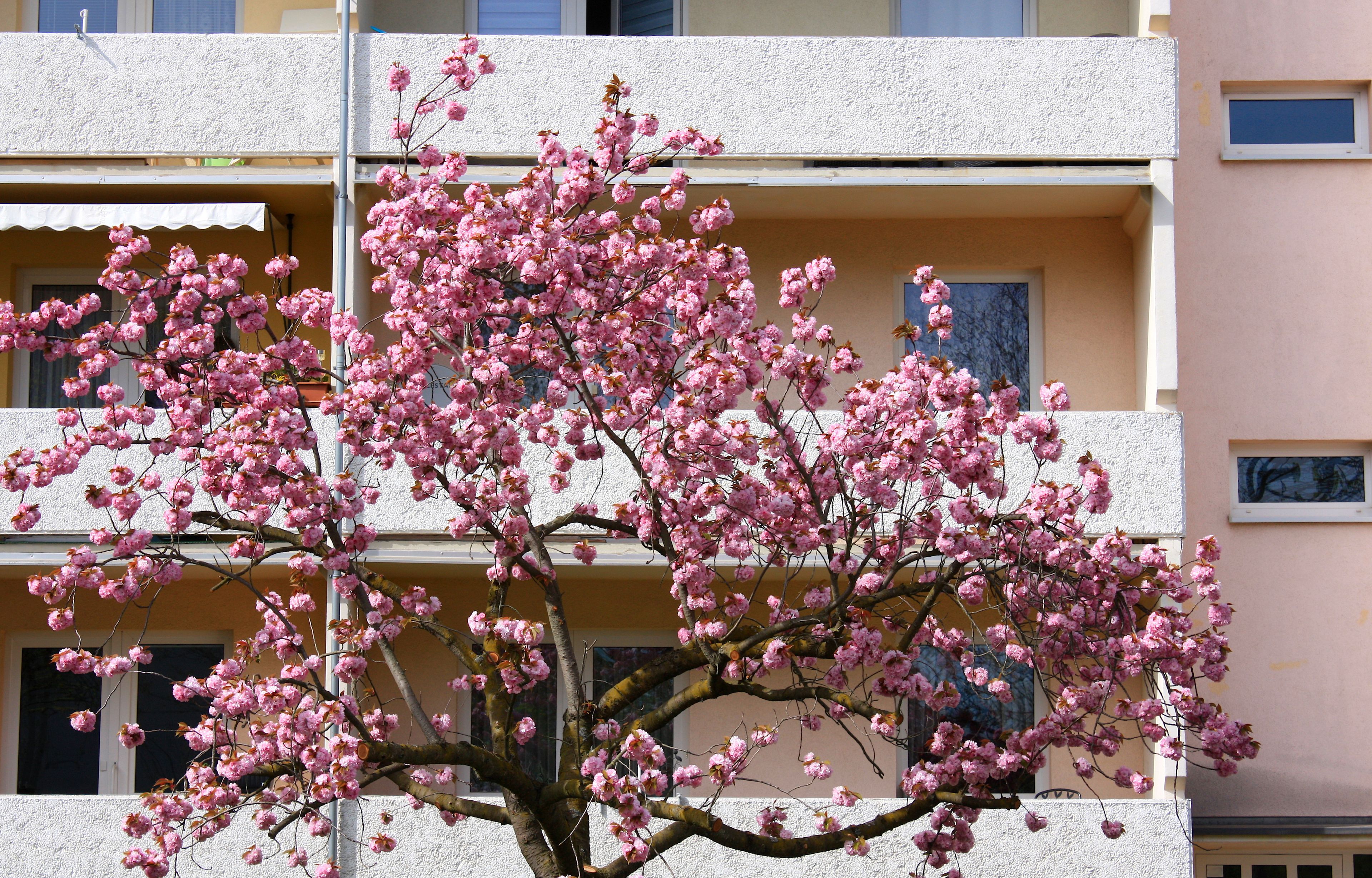 Flowering Japanese Clove Cherry Kanzan Tree Prunus serrulata in Spring in the German Residential Area Grünau in Leipzig

