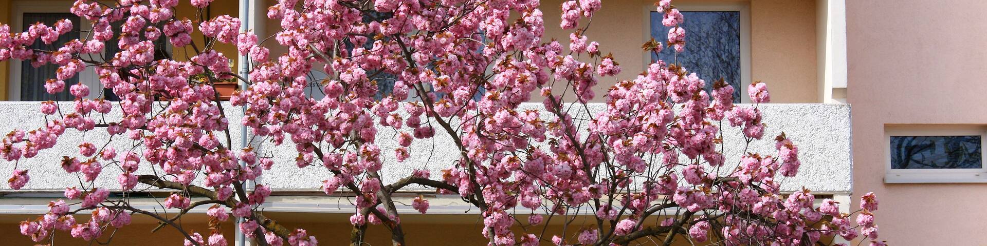 A building with pink flowering trees in front.