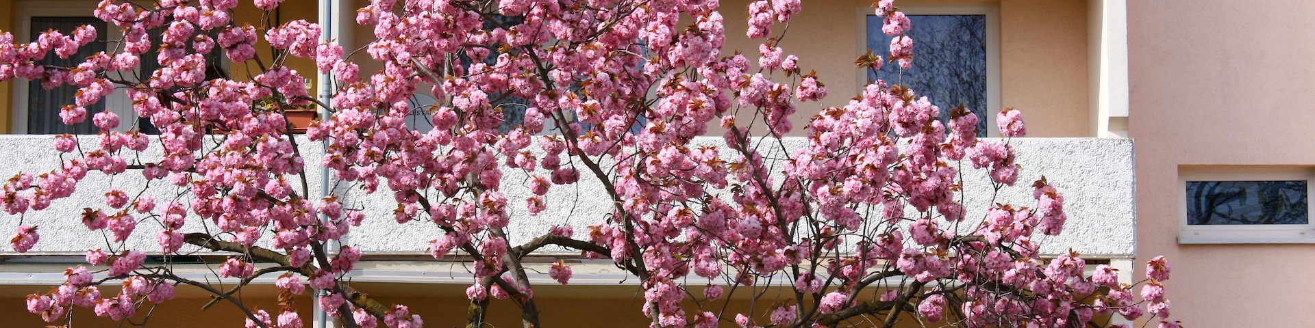 Um edifício com árvores floridas de cor rosa em frente.