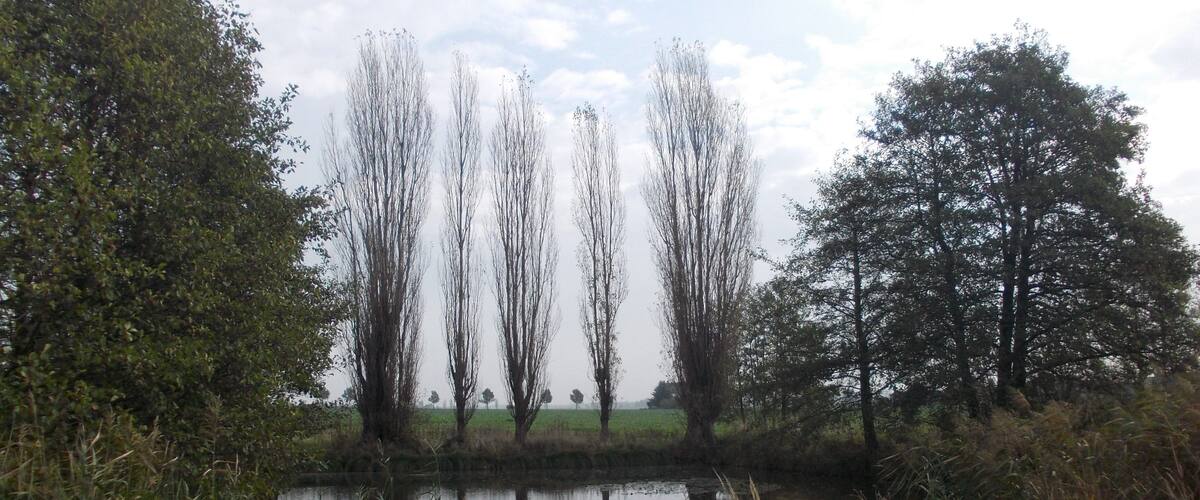 A calm lake surrounded by trees and grass.