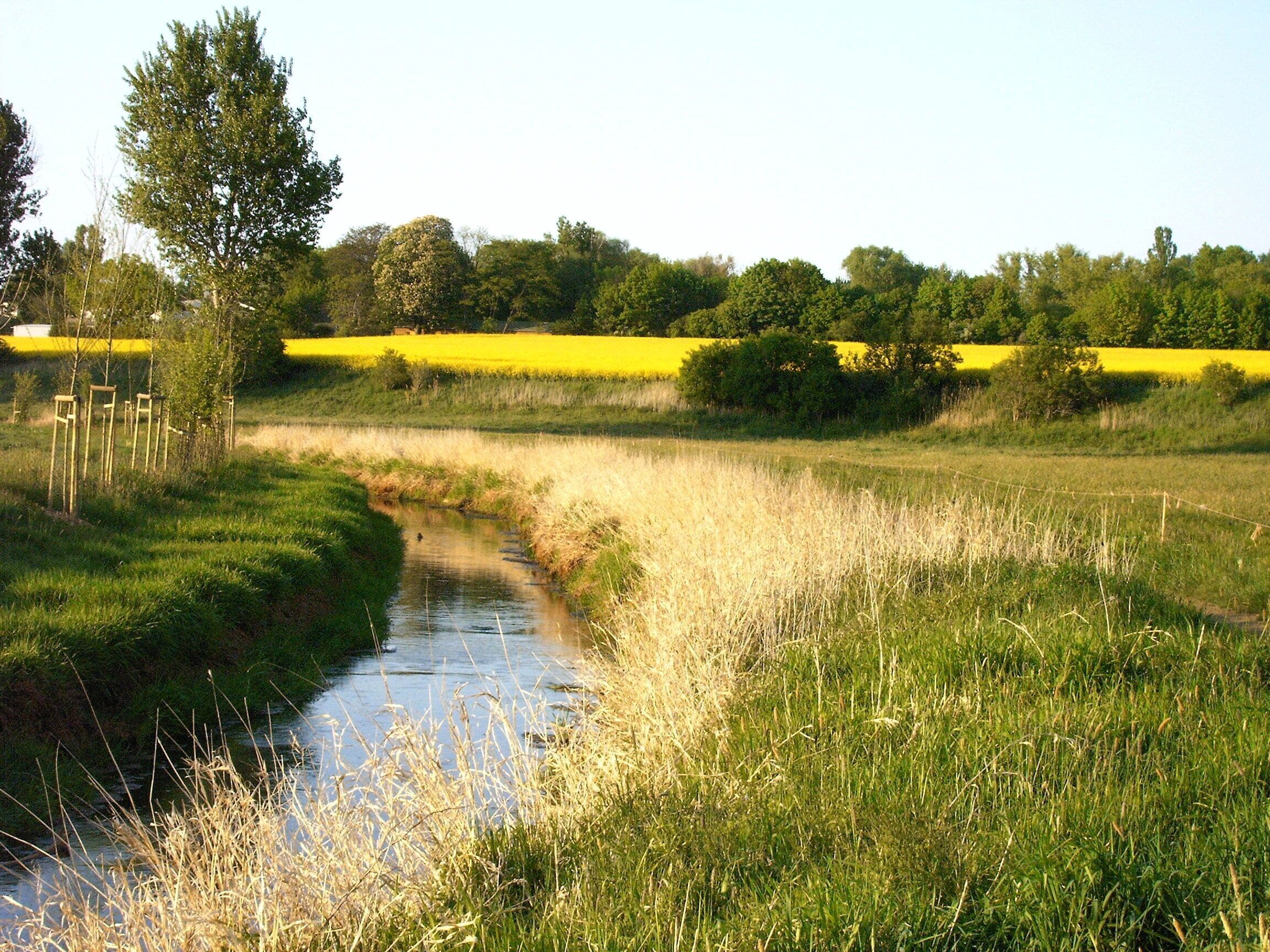Parthe zwischen Panitzsch und Sehlis, Parthenaue