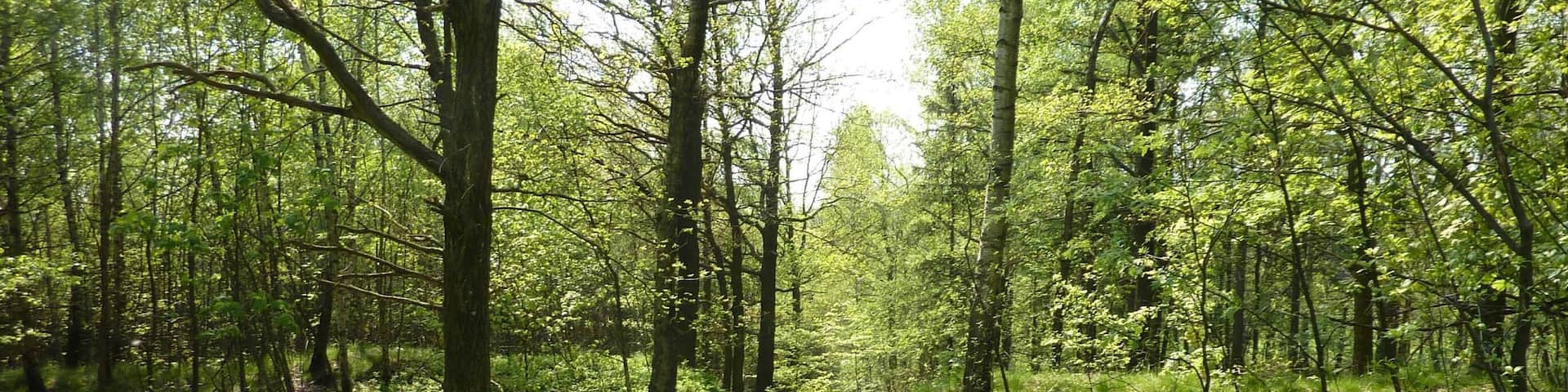 Binnewitz, Schmoritz