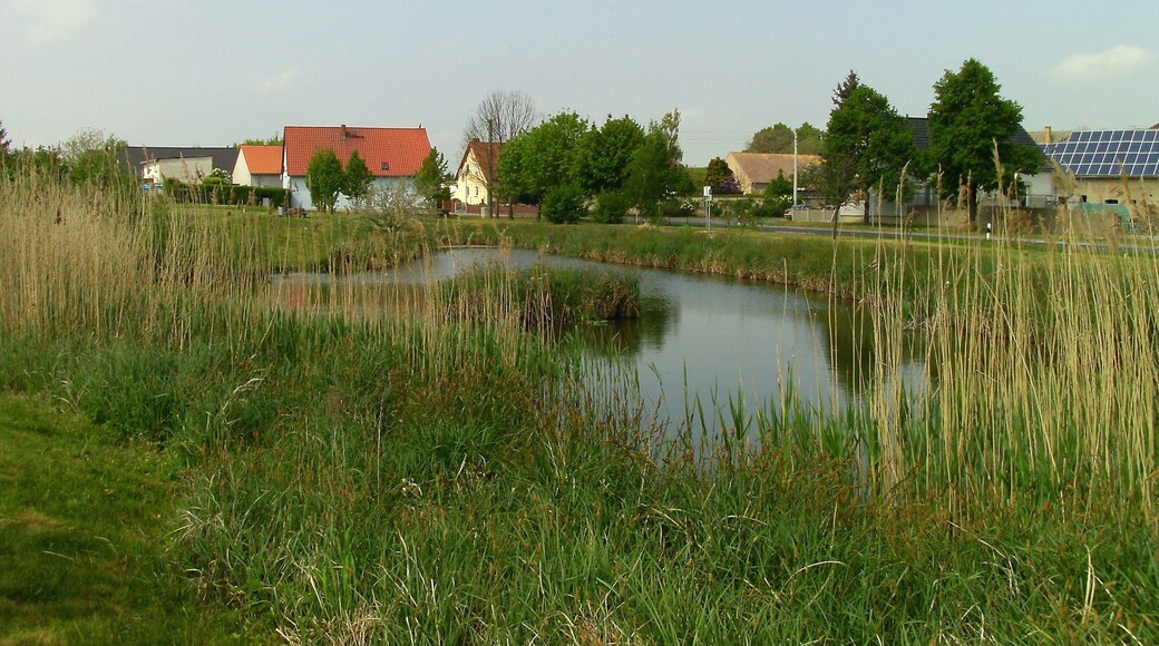 Pond in Zschettgau (Eilenburg, Nordsachsen district, Saxony)