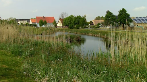 Pond in Zschettgau (Eilenburg, Nordsachsen district, Saxony)