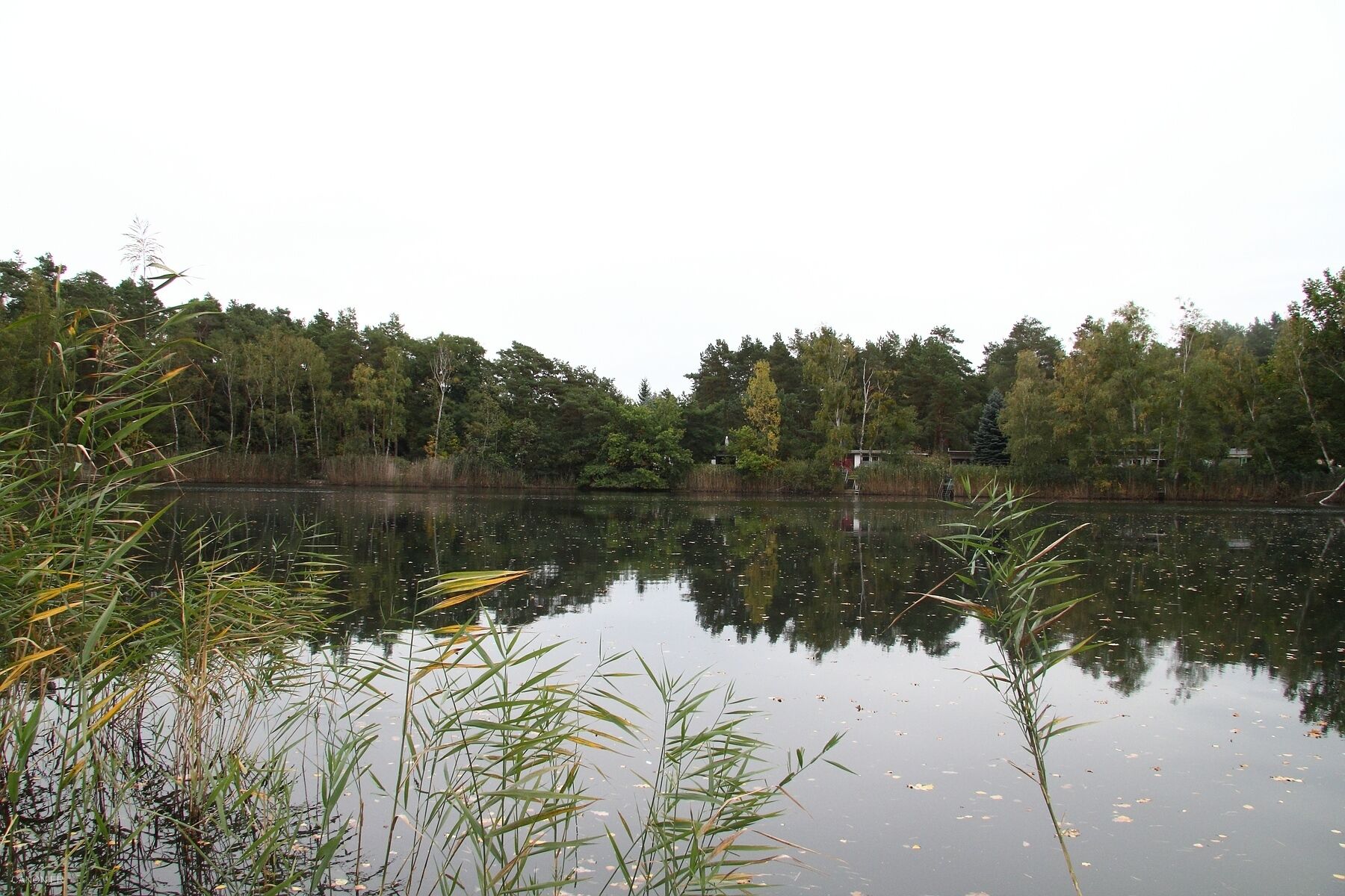 Grüner Waldsee Plötzky