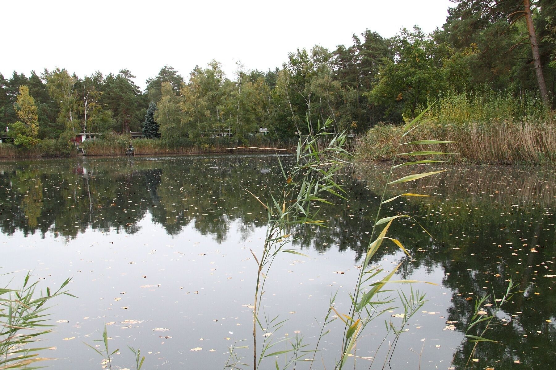 Grüner Waldsee Plötzky