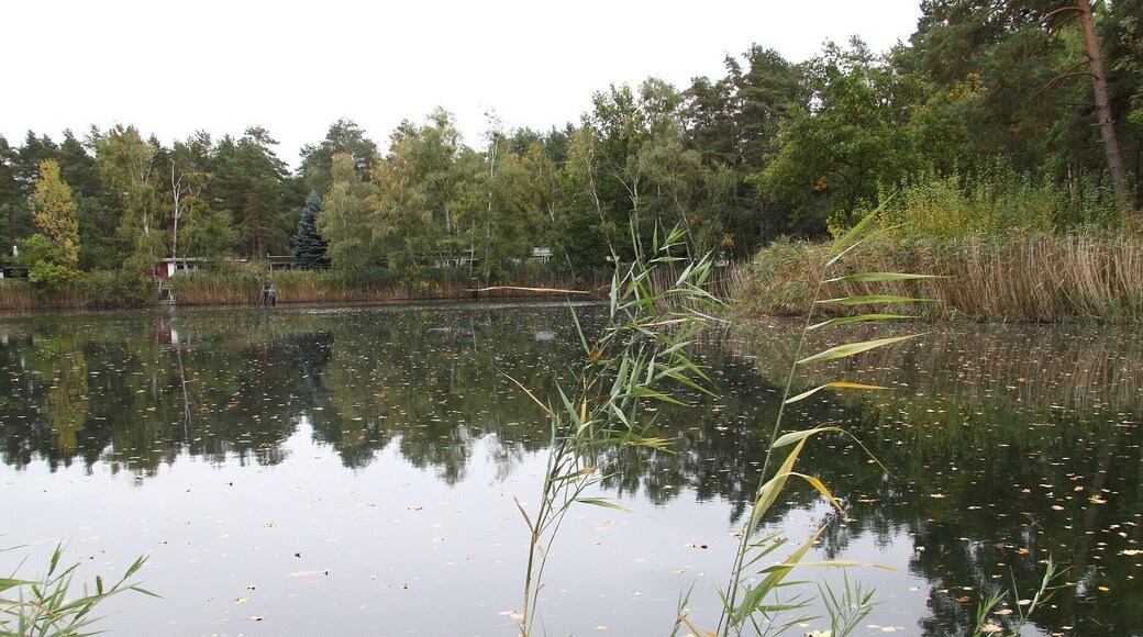 Grüner Waldsee Plötzky