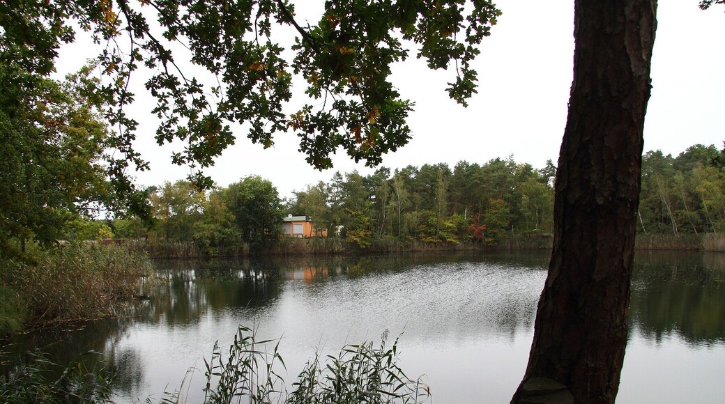 Grüner Waldsee Plötzky