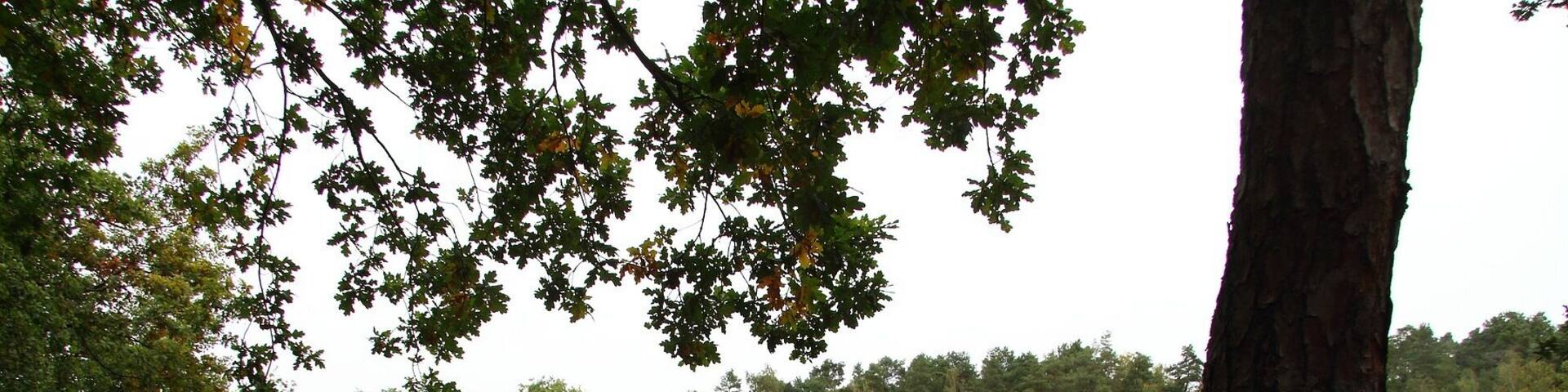 GrĂŒner Waldsee Plötzky