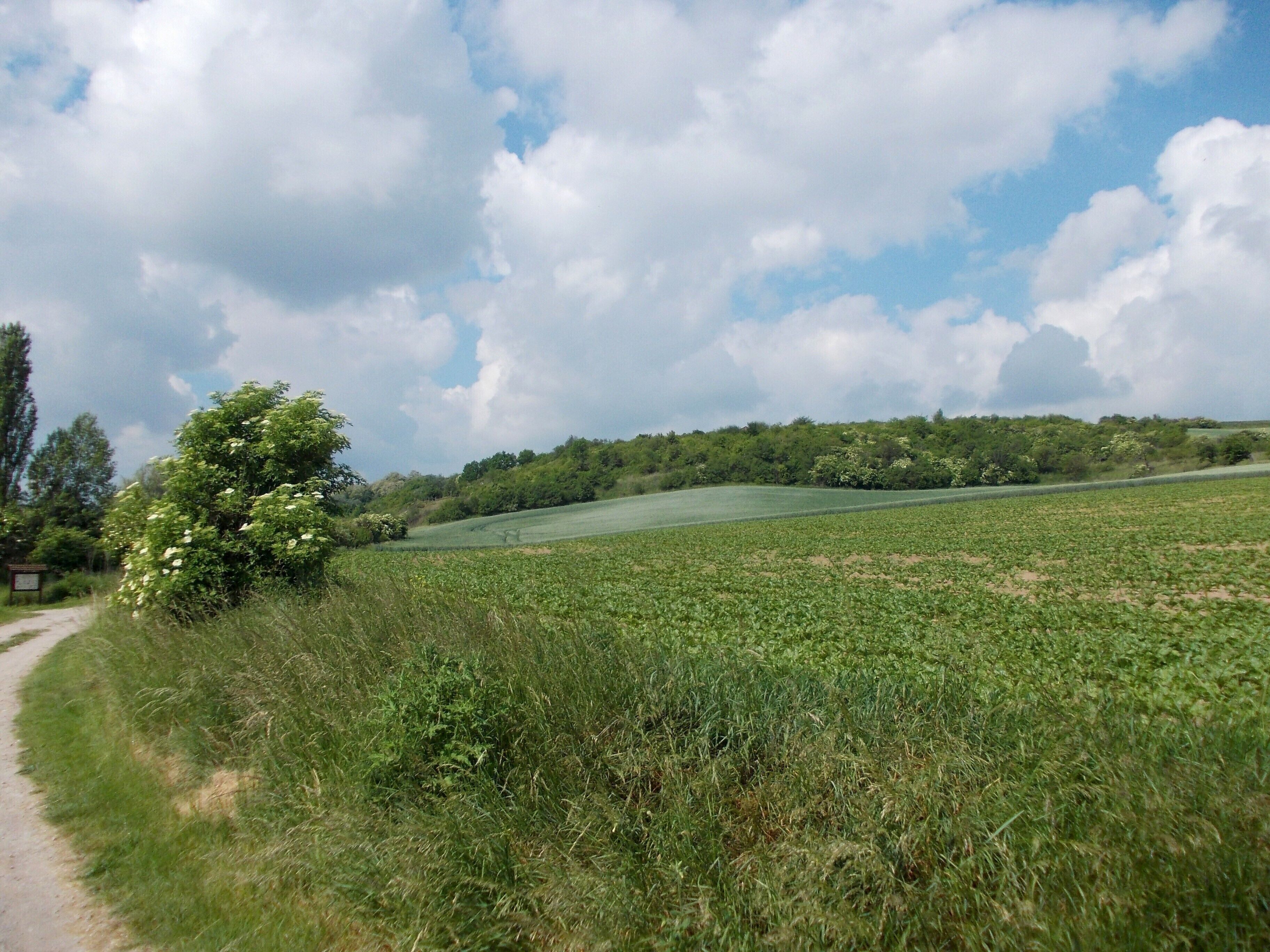 The Salza valley at Händel's vineyard near Zappendorf (Salzatal, district: Saalekreis, Saxony-Anhalt), part of the nature reserve "Salzatal zwischen Langenbogen und Köllme"