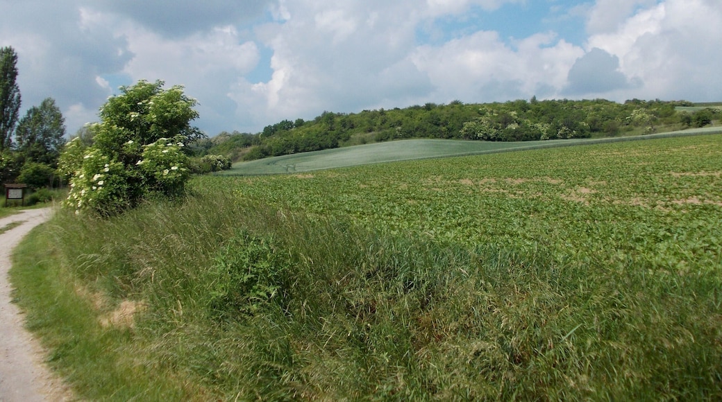 The Salza valley at Händel's vineyard near Zappendorf (Salzatal, district: Saalekreis, Saxony-Anhalt), part of the nature reserve "Salzatal zwischen Langenbogen und Köllme"