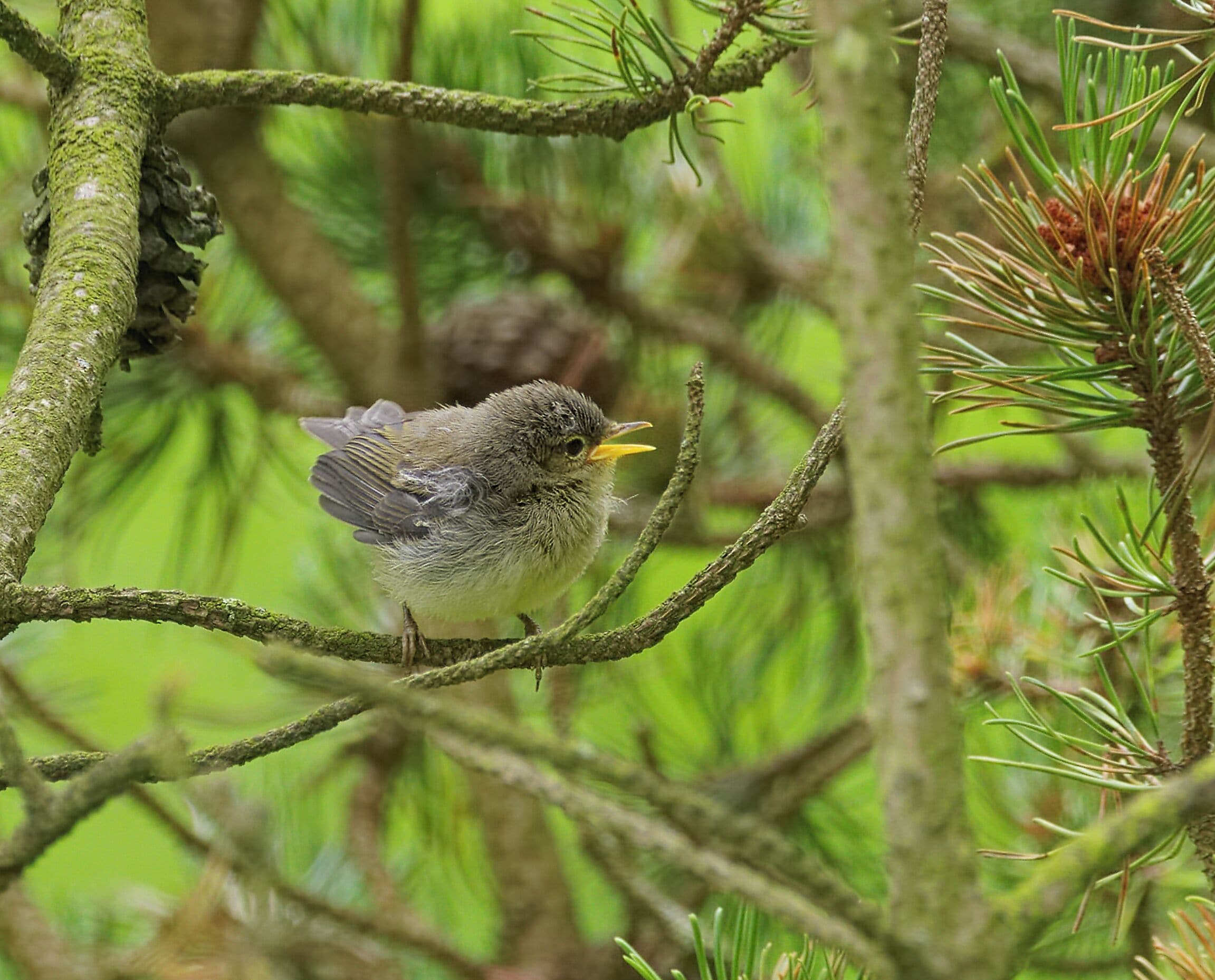 Common chiffchaff - Phylloscopus collybita, young bird. Taken by the Westensee in Felde, Schleswig-Holstein, Germany.