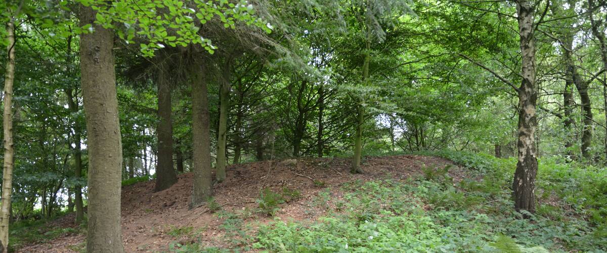 A forested area with dense greenery, trees, and a dirt path.