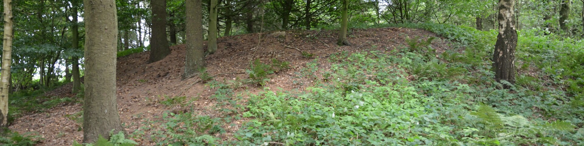 A forested area with dense greenery, trees, and a dirt path.