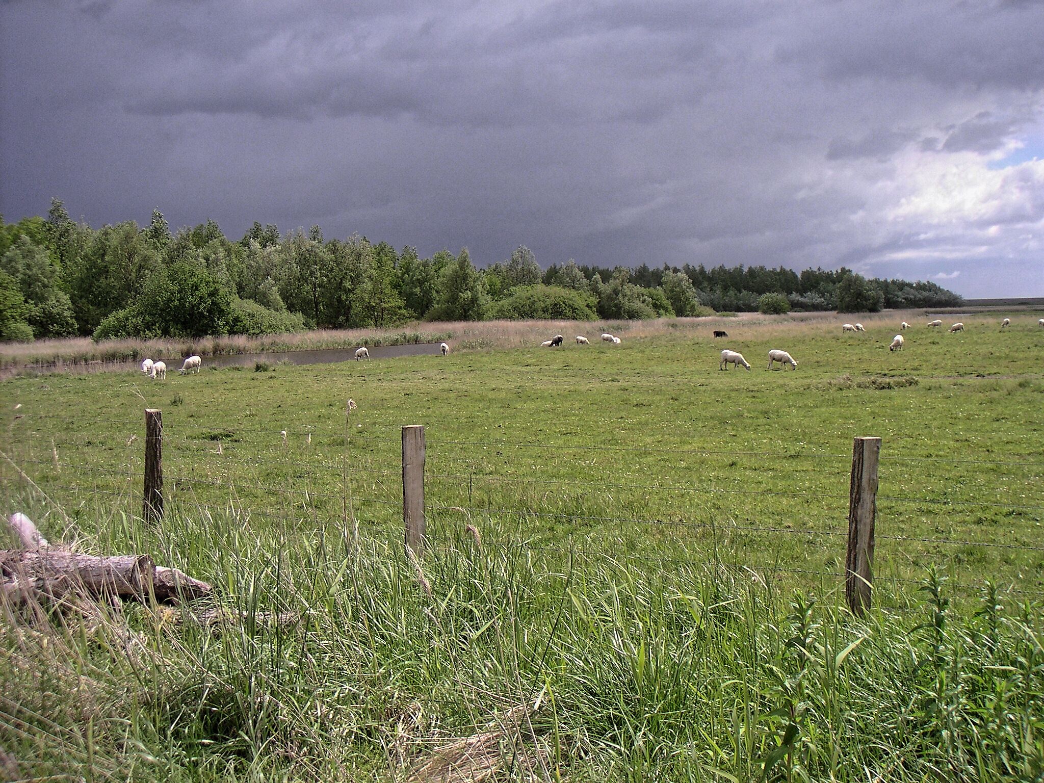 Katinger Watt, Wiesenteil, Weiden bei Katingsiel; Bereich im FFH-Gebiet DE-1719-391 „Untereider“ und im EU-Vogelschutzgebiet DE-0916-491