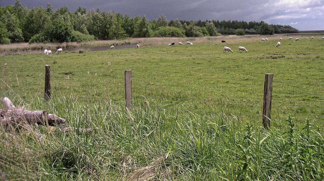 Katinger Watt, Wiesenteil, Weiden bei Katingsiel; Bereich im FFH-Gebiet DE-1719-391 „Untereider“ und im EU-Vogelschutzgebiet DE-0916-491