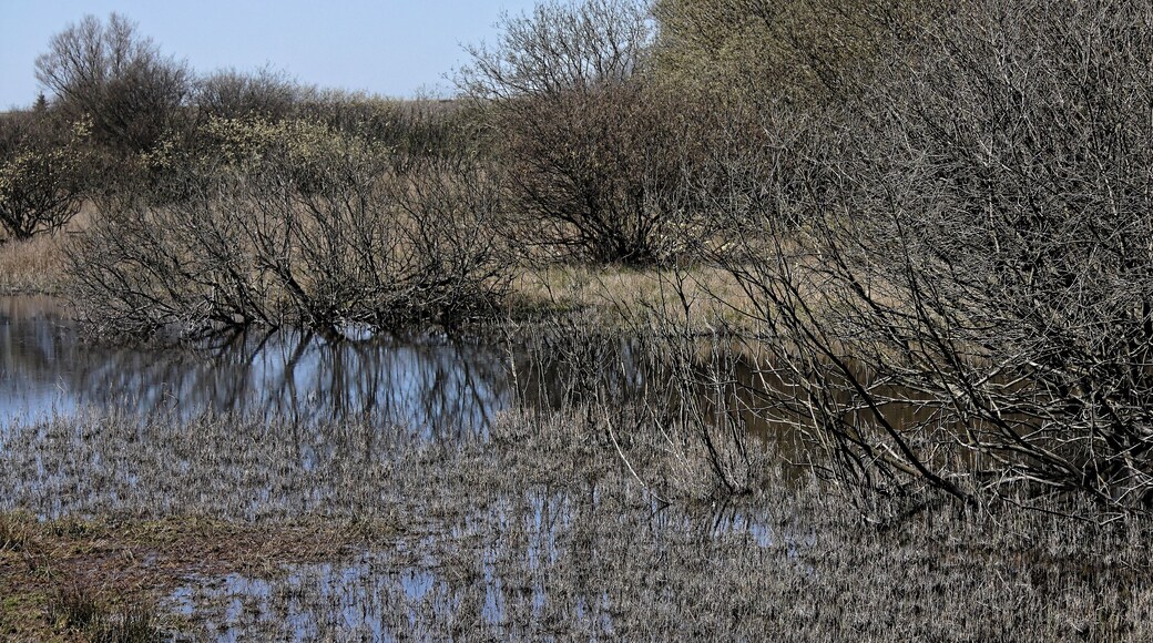 Katinger Watt, Wiesenteil, Weidengebüsch am Wasserrand; FFH-Gebiet DE-1719-391 „Untereider“ und im EU-Vogelschutzgebiet DE-0916-491
