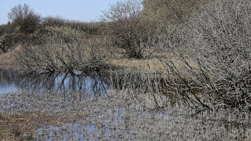 Katinger Watt, Wiesenteil, Weidengebüsch am Wasserrand; FFH-Gebiet DE-1719-391 „Untereider“ und im EU-Vogelschutzgebiet DE-0916-491