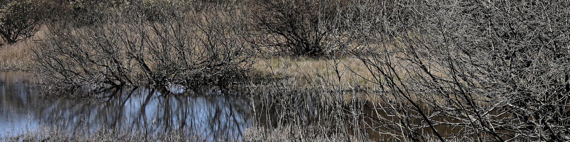 Katinger Watt, Wiesenteil, Weidengebüsch am Wasserrand; FFH-Gebiet DE-1719-391 „Untereider“ und im EU-Vogelschutzgebiet DE-0916-491