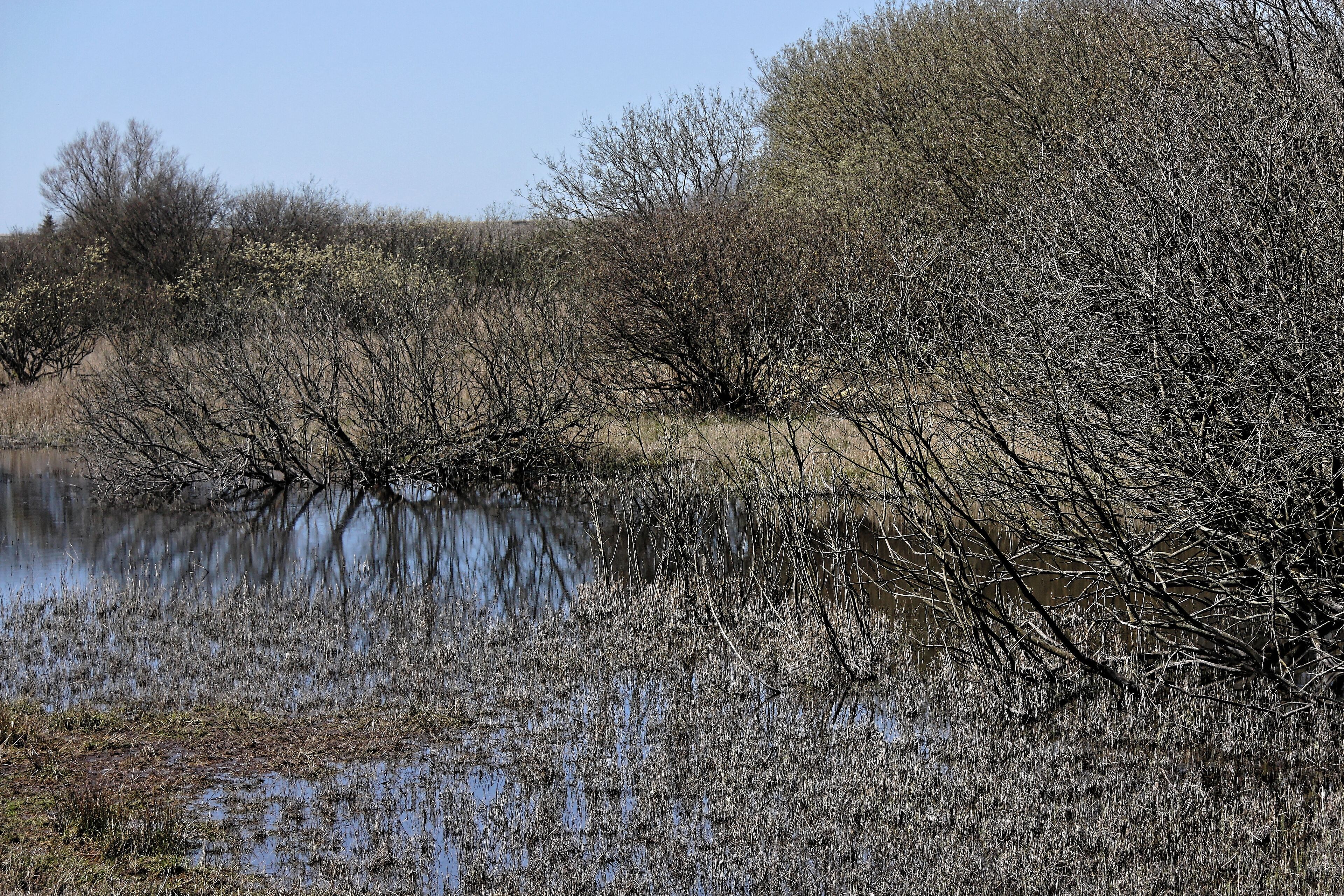 A calm river with sparse vegetation and trees reflecting in the water.