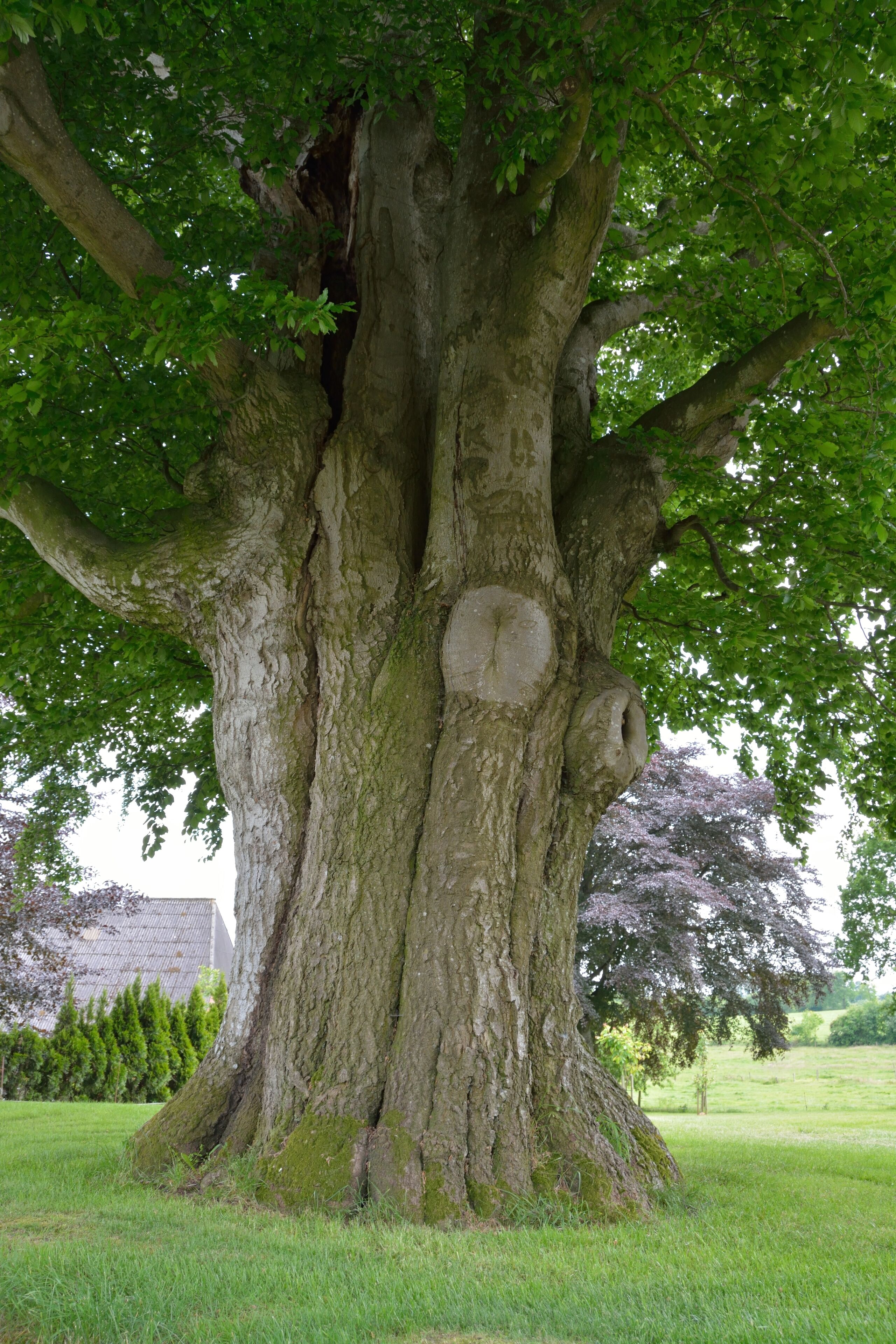 This image was uploaded as part of Wiki Loves Earth 2014.