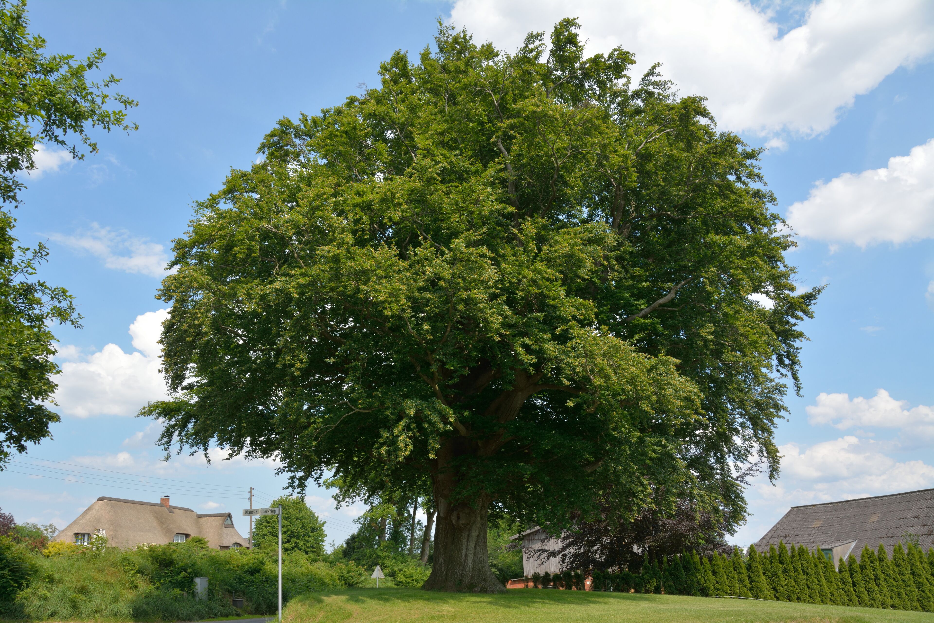 A large tree in a grassy area with a house in the background.