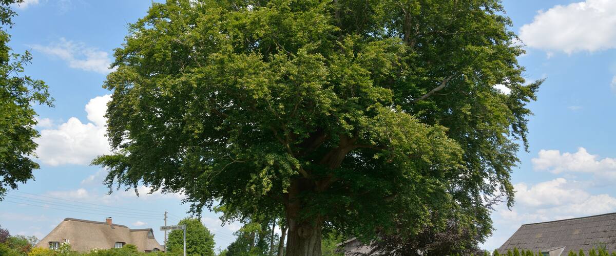 A large tree in a grassy area with a house in the background.