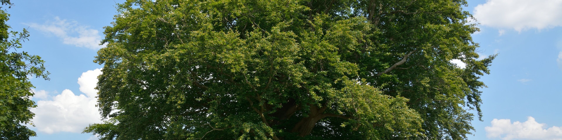 A large tree in a grassy area with a house in the background.
