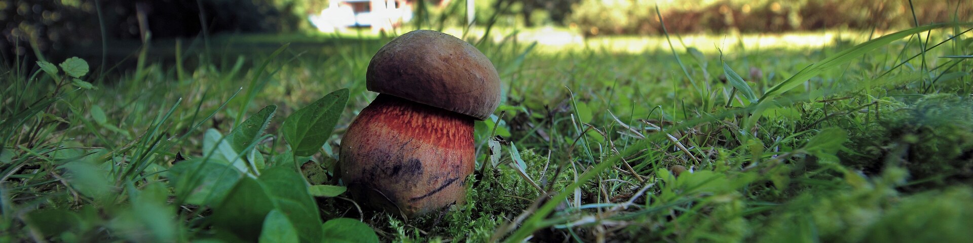 Vielleicht ein Netzstieliger Hexen-Röhrling (Suillellus luridus, Syn. Boletus luridus, lurid bolete)