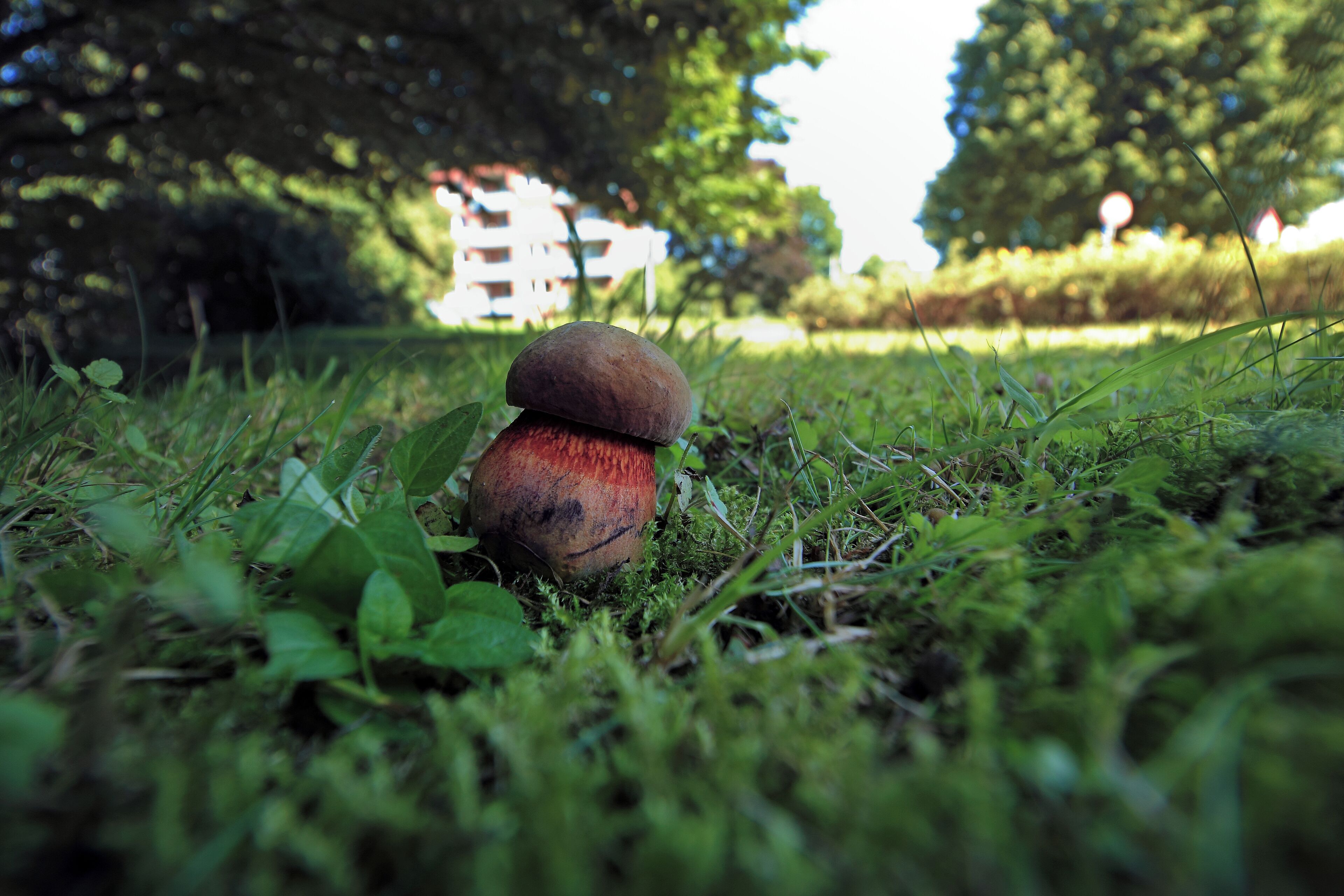 A mushroom on grass with a building in the background.