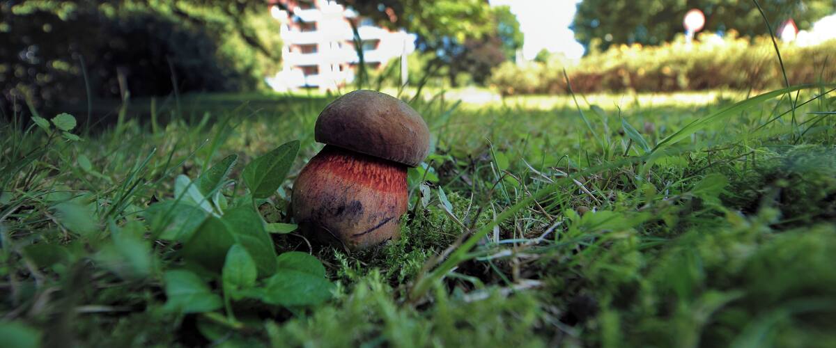 A mushroom on grass with a building in the background.