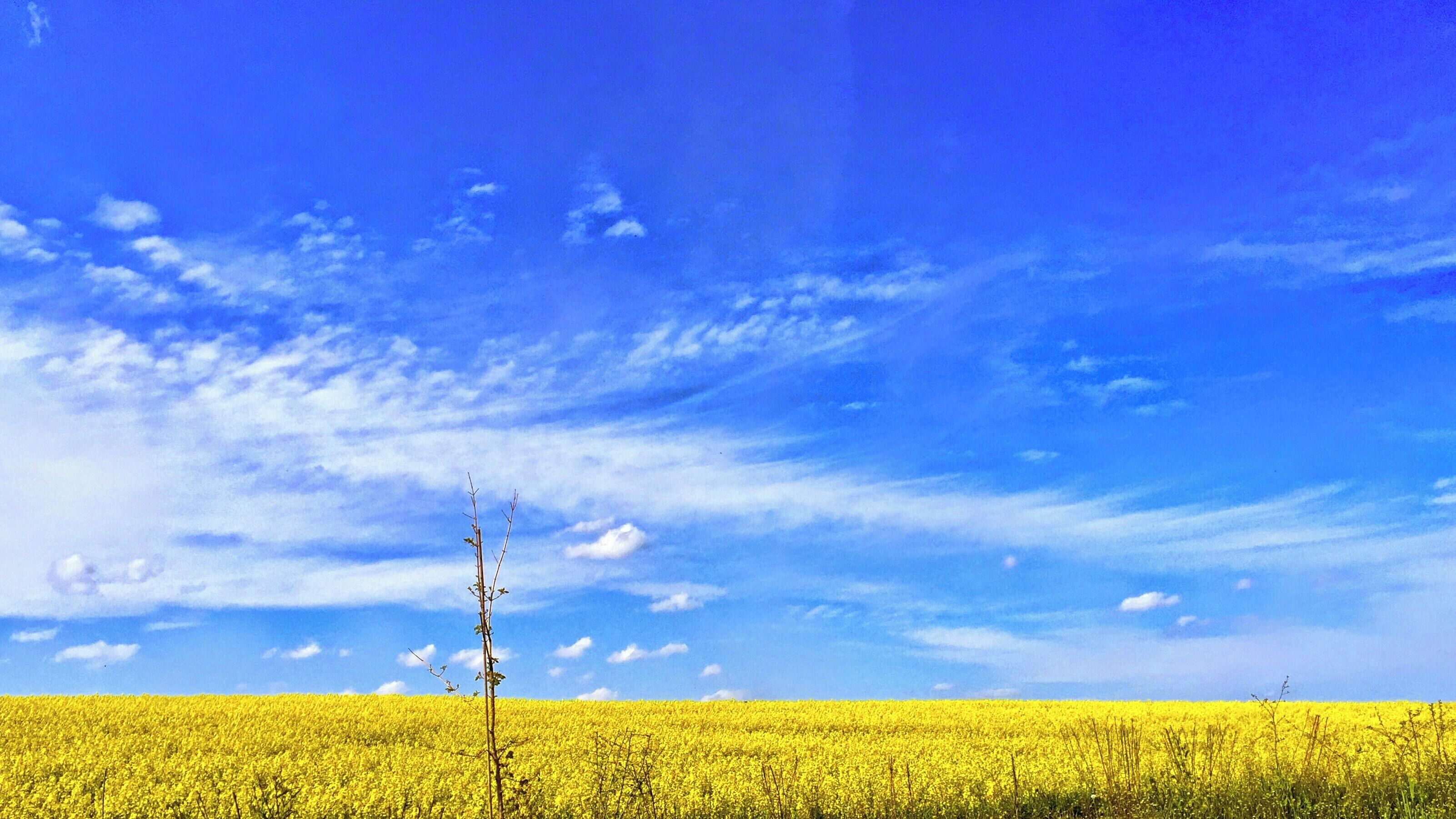 Kreuzblütengewächse (Raps) in der Ringstraße; Ringstraße ist wohl nicht richtig; nach den Koordinaten handelt es sich um ein Feld bei Weding