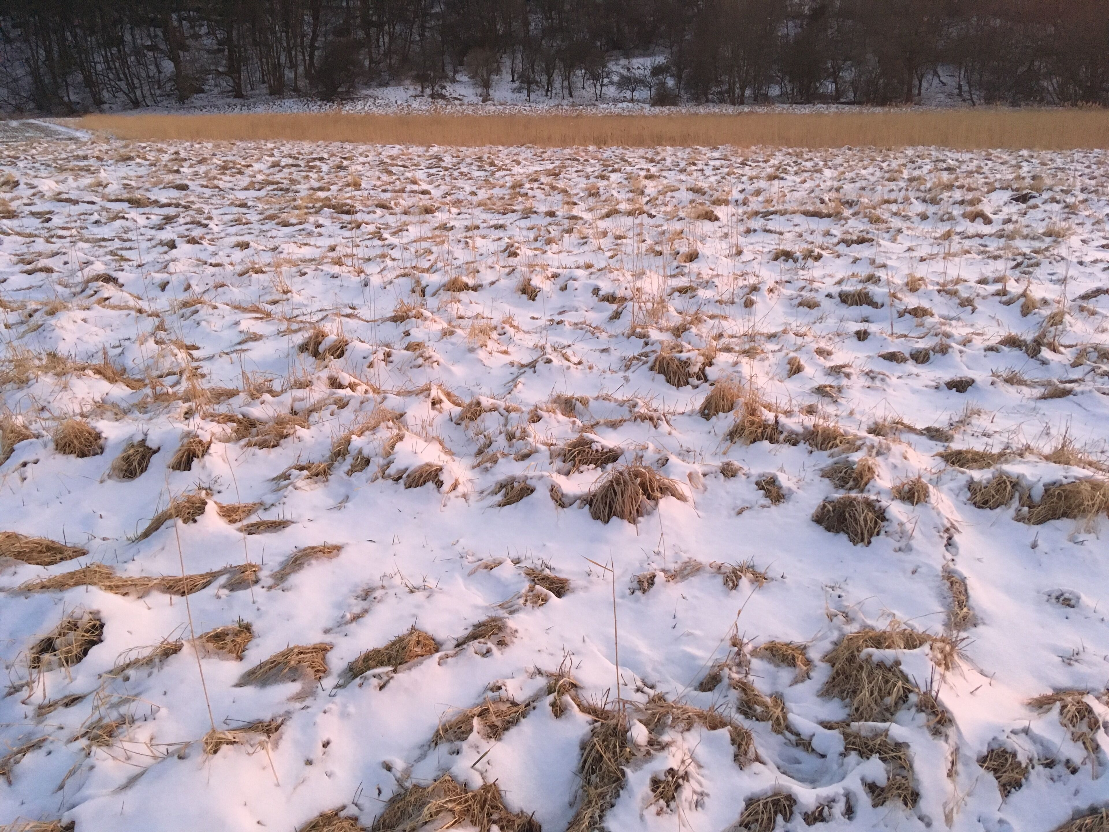 Snow on pasture along the Ilm river between Ehringsdorf and Taubach, Weimar, Germany