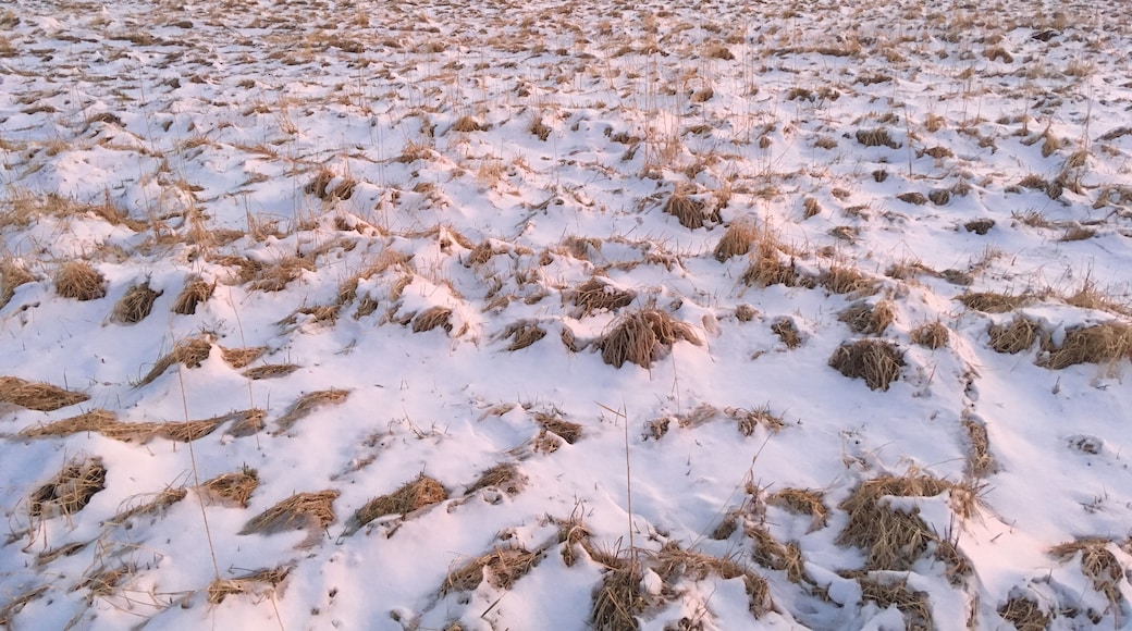 Snow on pasture along the Ilm river between Ehringsdorf and Taubach, Weimar, Germany