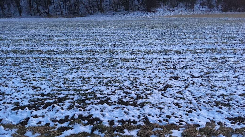 Snow on pasture along the Ilm river between Ehringsdorf and Taubach, Weimar, Germany