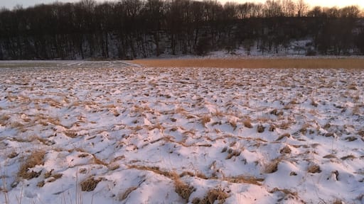 Snow on pasture along the Ilm river between Ehringsdorf and Taubach, Weimar, Germany